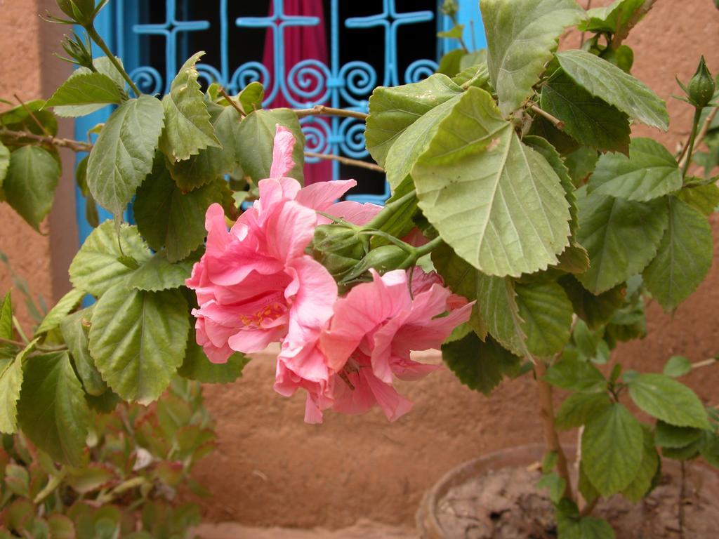 Bed and Breakfast Kasbah Iswan Kelaat-M'Gouna Exterior foto